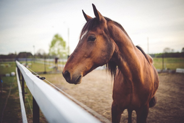 Horse care